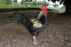 Grillieren auf dem Bauernhof