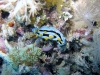 K1600_IMG_8594.JPG